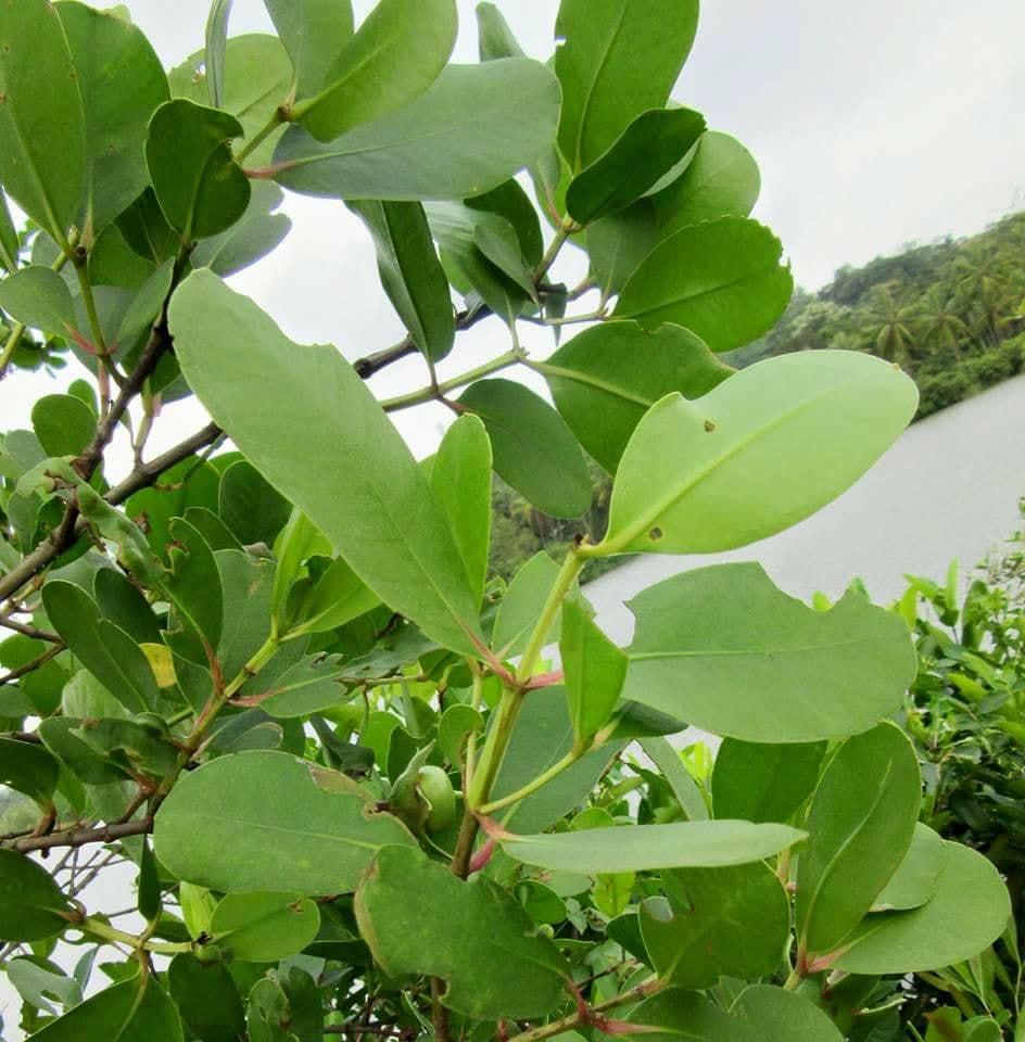 Sonneratia caseolaris Sonneratia caseolaris